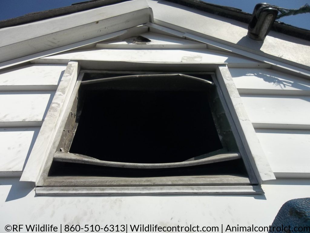 Raccoon removal. rid of raccoon in attic, animal in attic, raccoon service