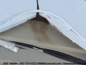 humane bat exclusion in Middlesex County CT attic