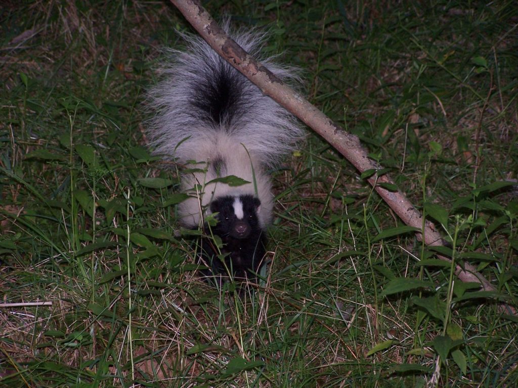 Clinton Skunk Removal skunk on forest edge warning with tail up.