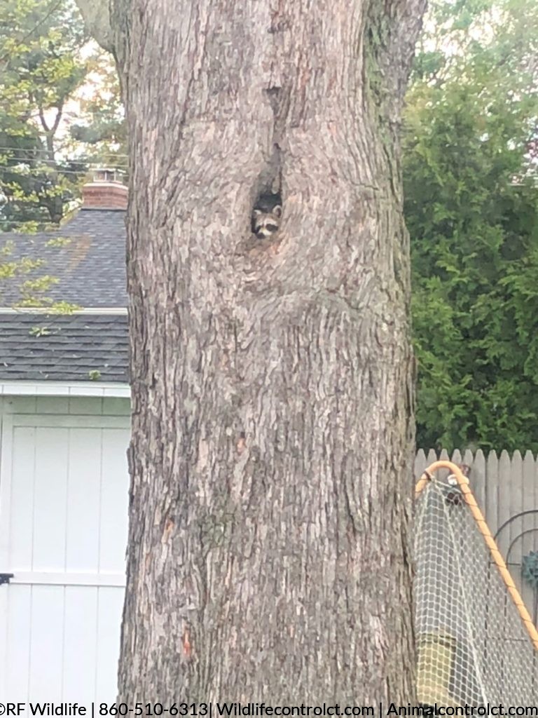 Raccoon removal, raccoon eviction Old Saybrook, raccoon trapping