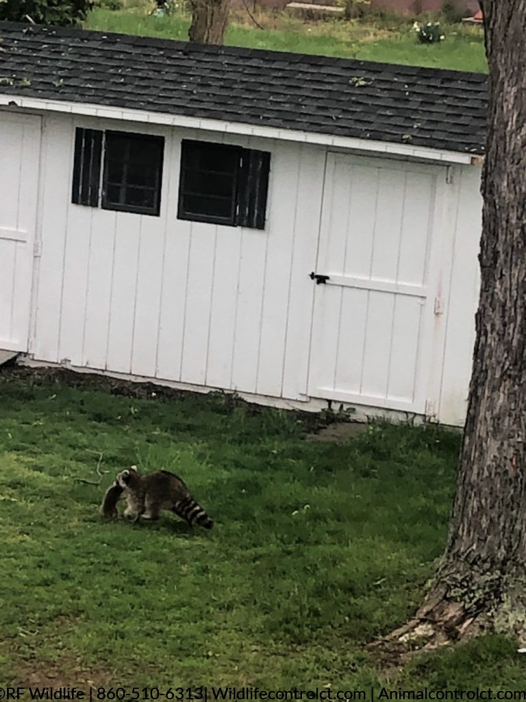 Raccoon removal, raccoon eviction Old Saybrook, raccoon trapping