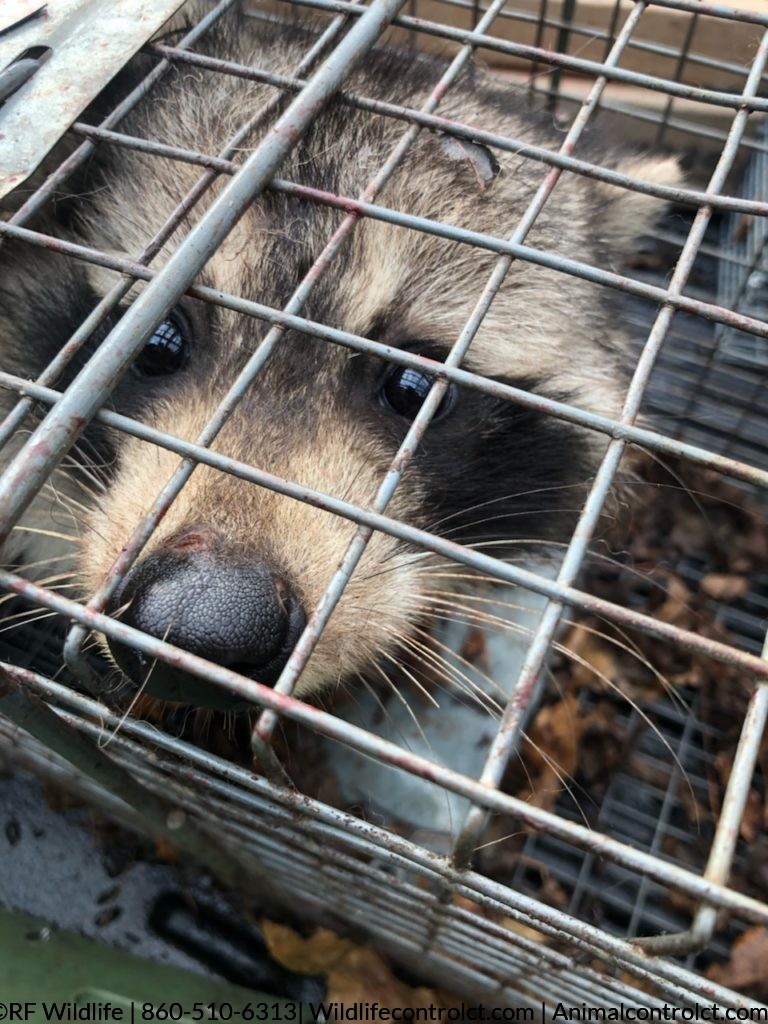 Raccoon in humane live trap during raccoon removal job in Salem CT – RF Wildlife veteran-owned raccoon control. © 2026 RF Wildlife animalcontrolct.com