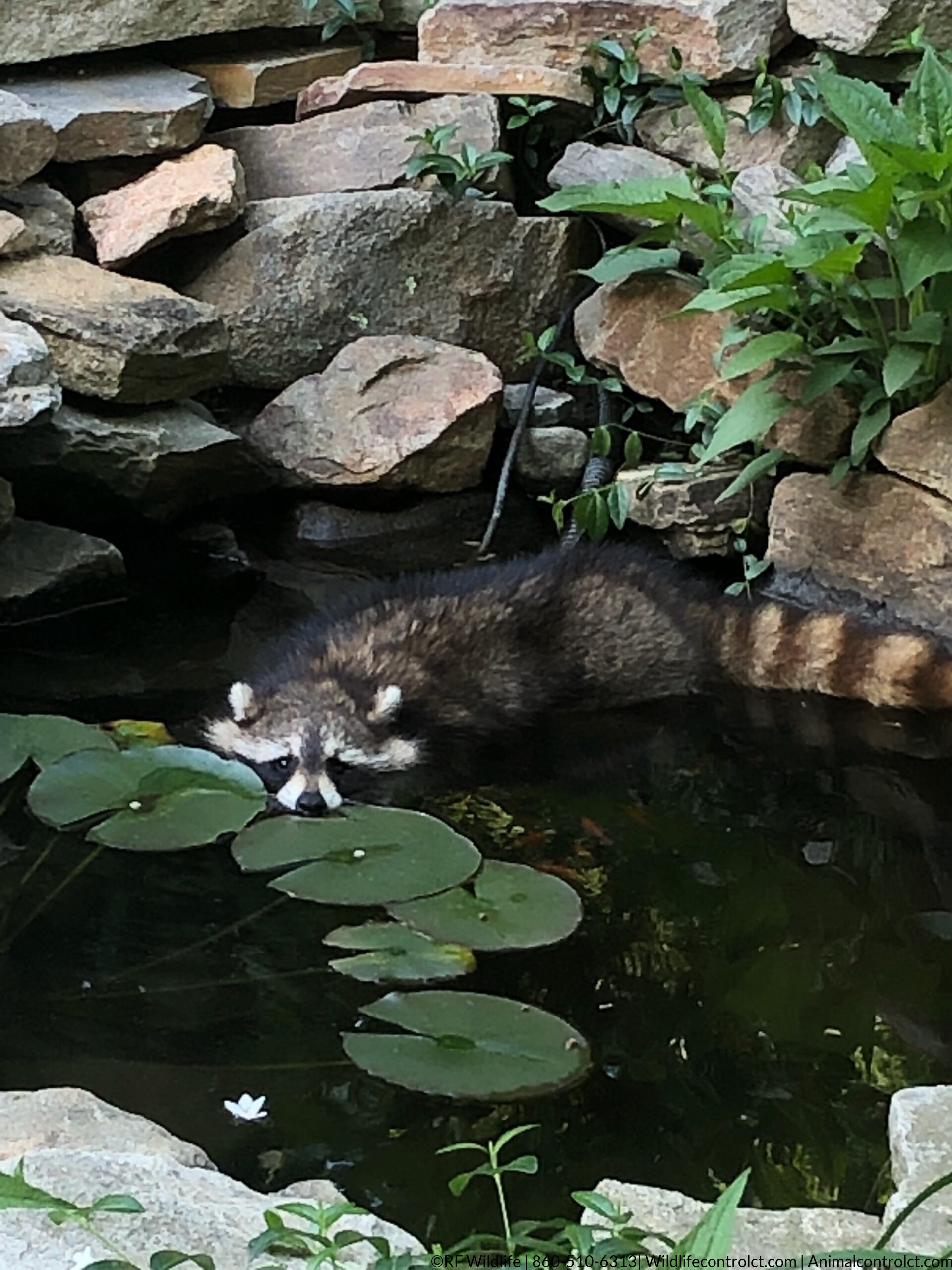 Sick raccoon removed from a koi pond in Old Lyme