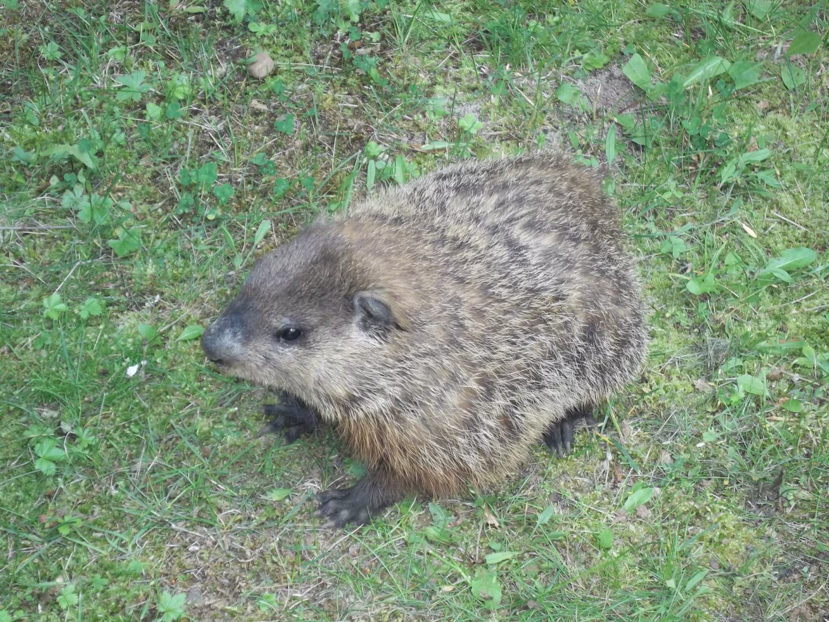Woodchuck, Groundhog removal CT