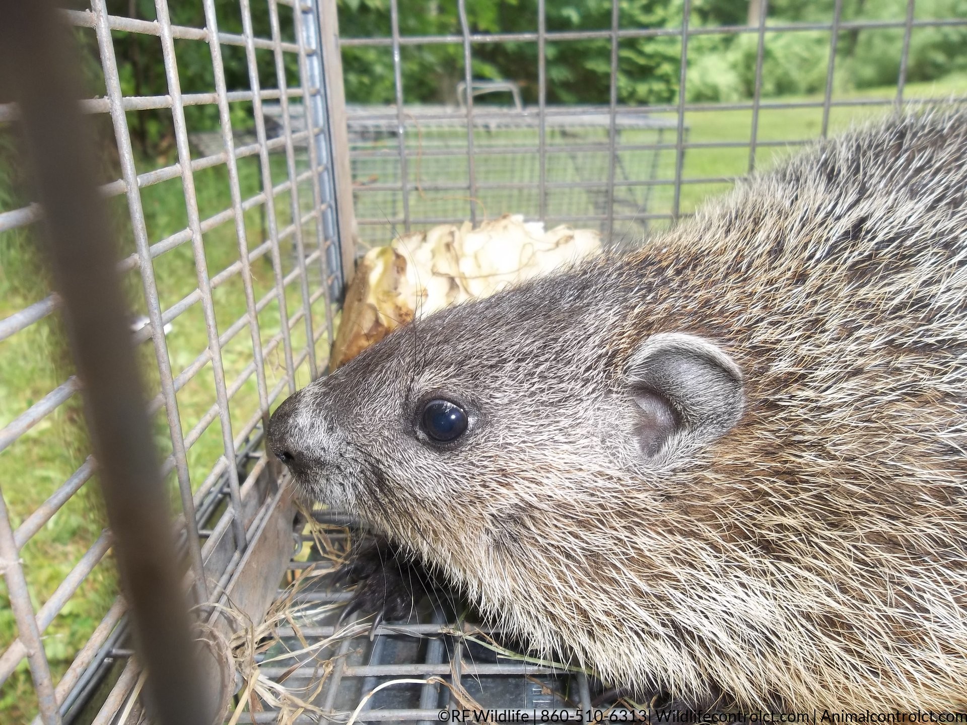 Woodchuck trapped in CT