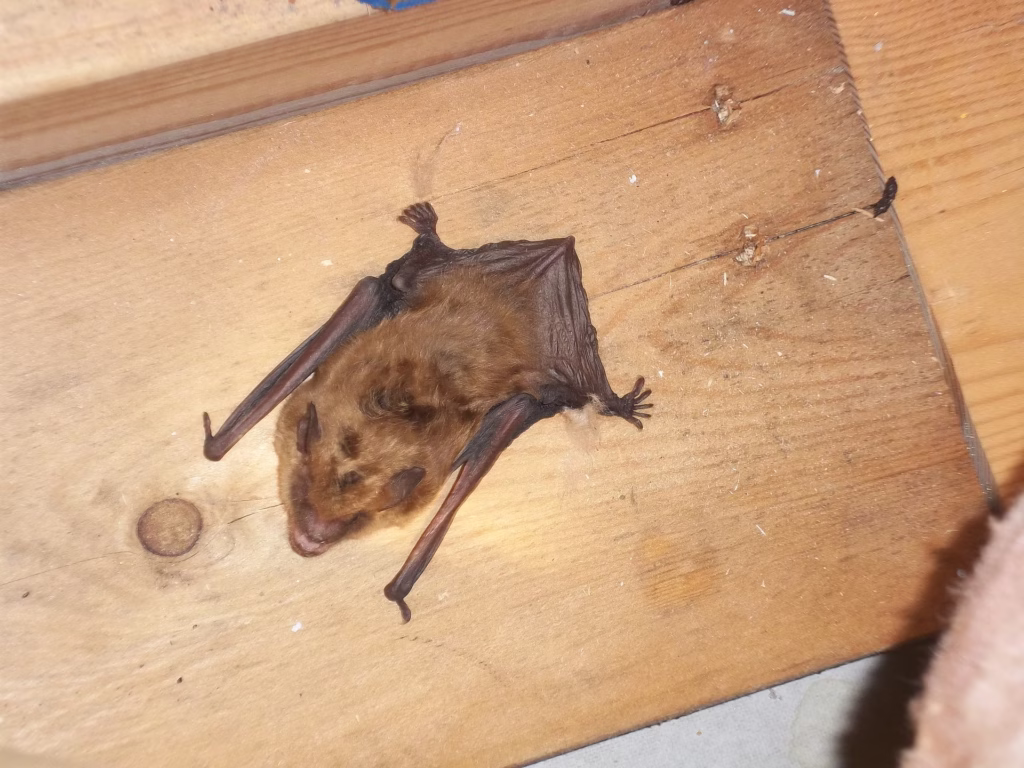 Old Lyme bat removal