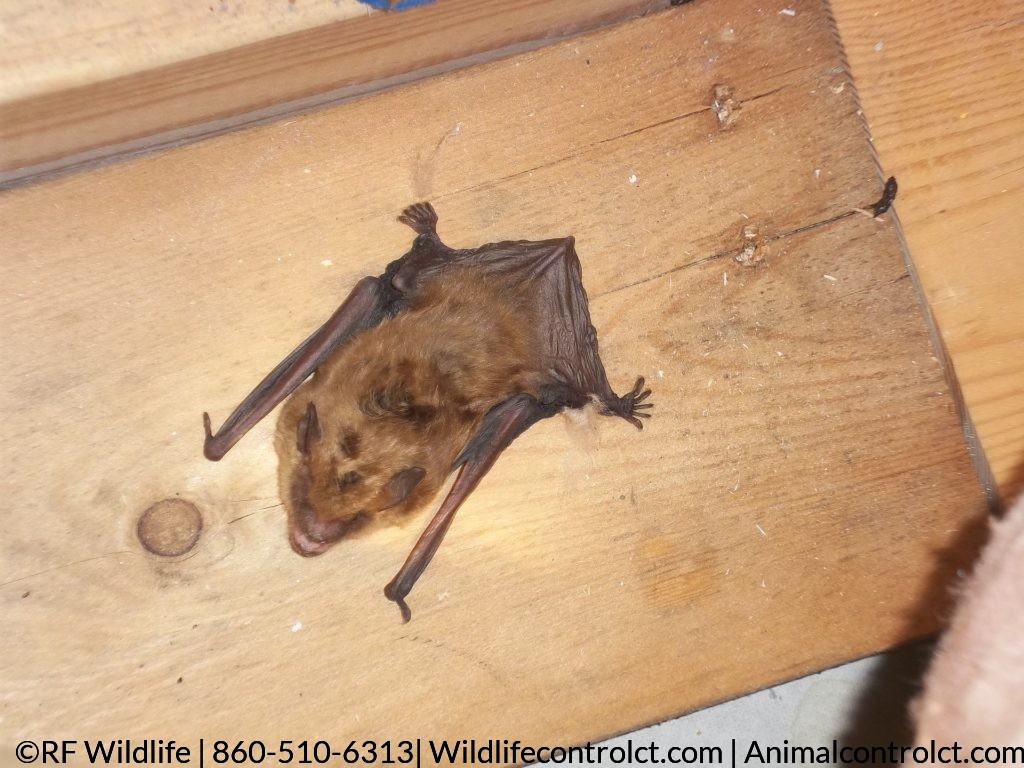 bats in attic Connecticut