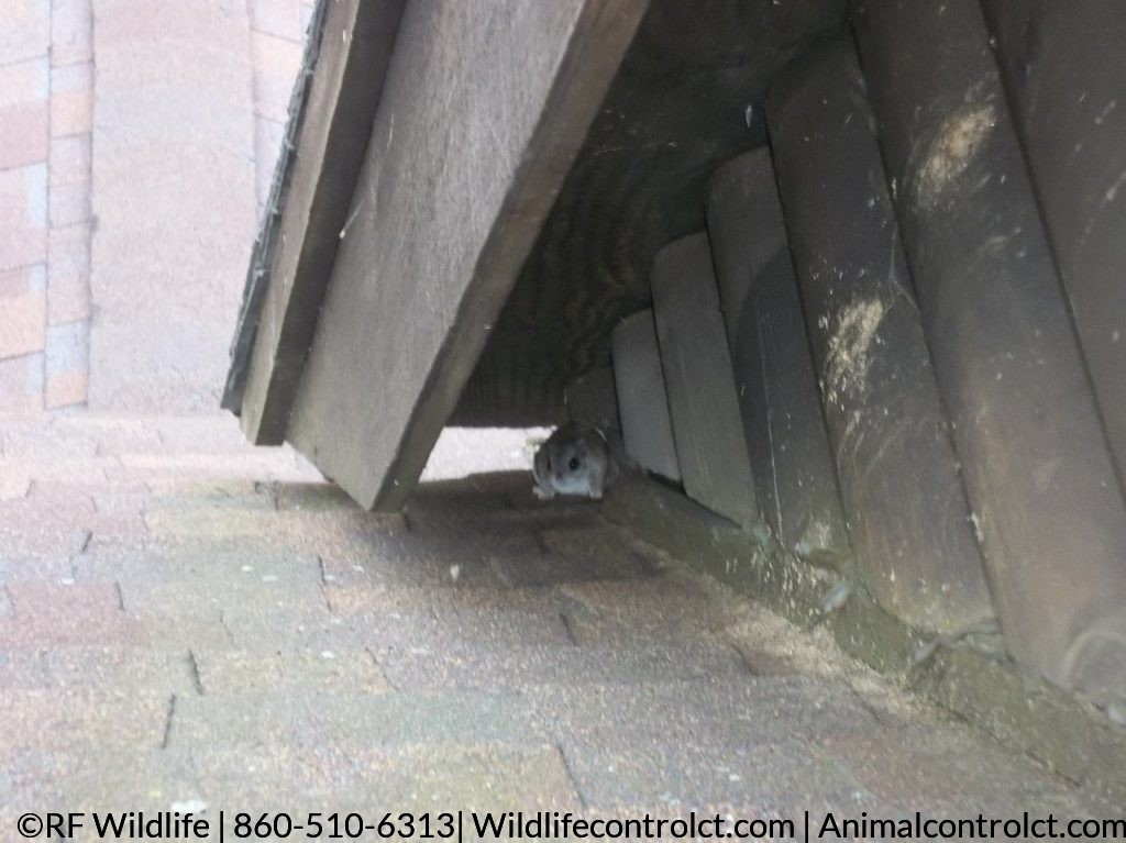 attic squirrel