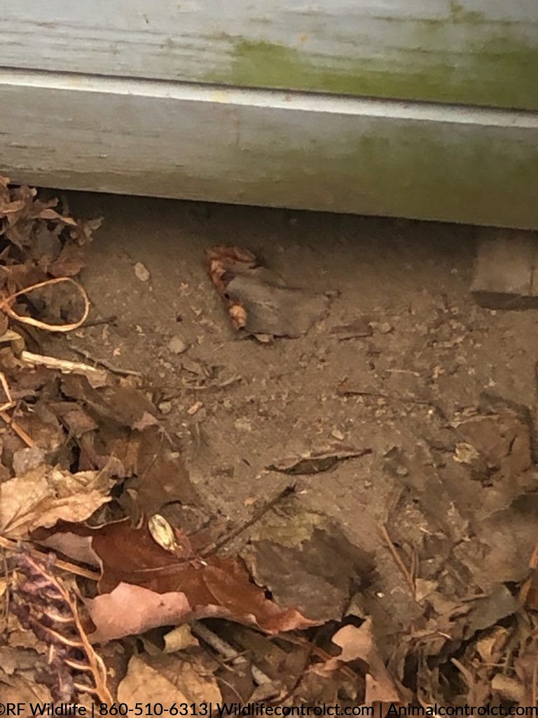 Get rid of woodchuck
groundhog trapping service