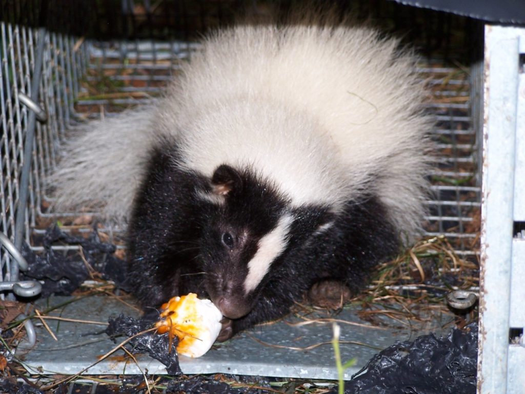 Skunk eatting marshmellow.