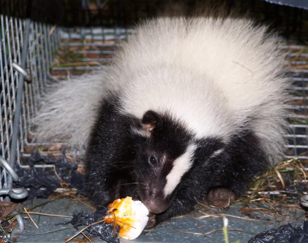 Old Lyme Skunk removal 2026 Skunk eating a marshmallow