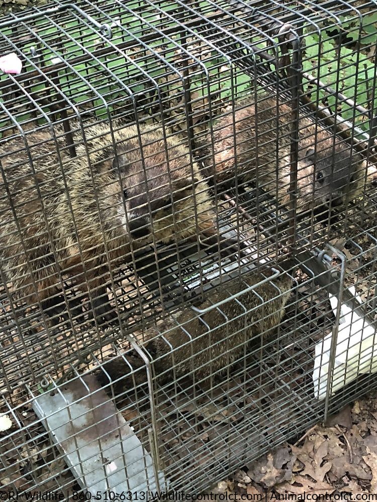 Get rid of groundhogs
woodchuck trapping service