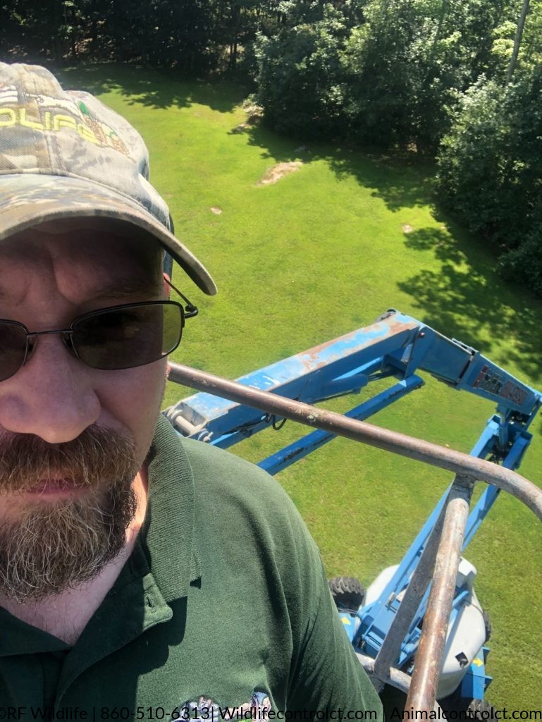 Bat removal expert on 60ft boom lift in Clinton CT doing a bat exclusion