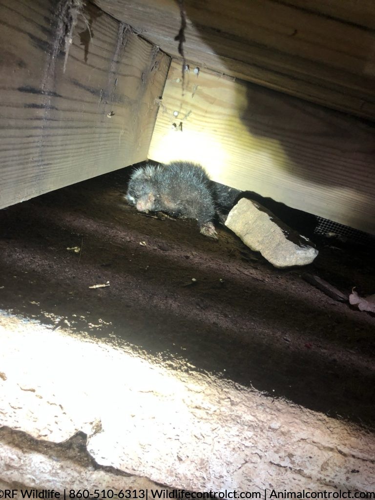 Dead Skunk pulled from under porch in Connecticut