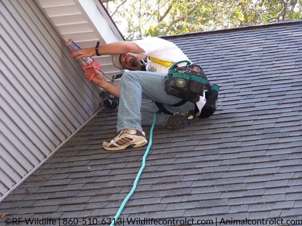 Bat exclusion Madison CT