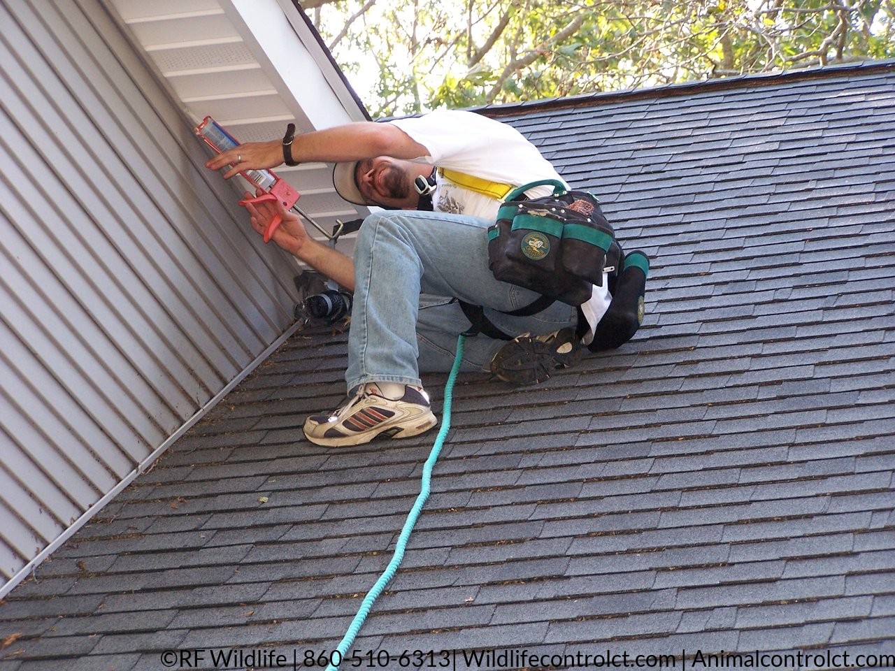 Bat exclusion Madison CT