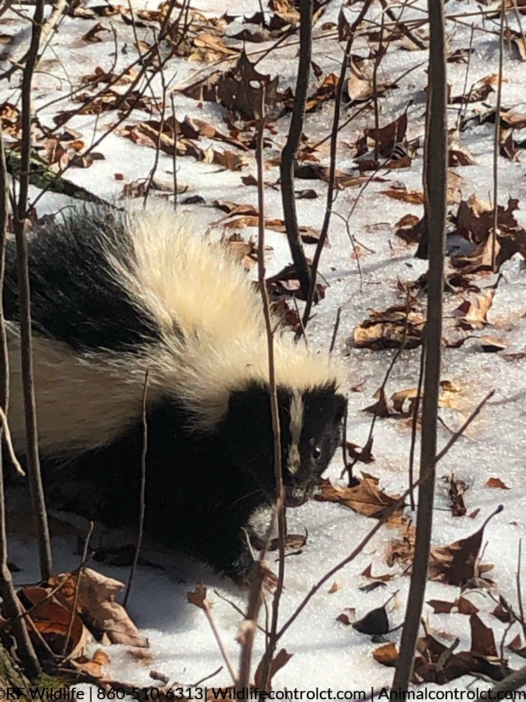 Skunk in Connecticut