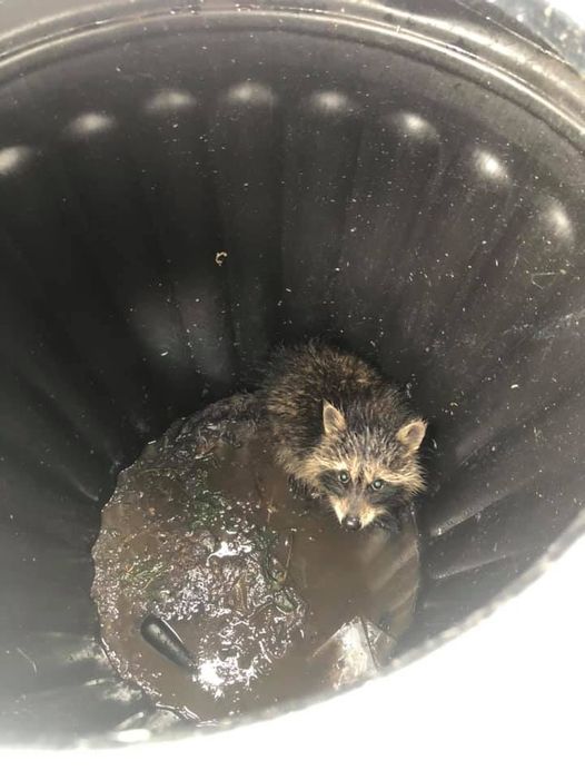 Raccoon removal CT