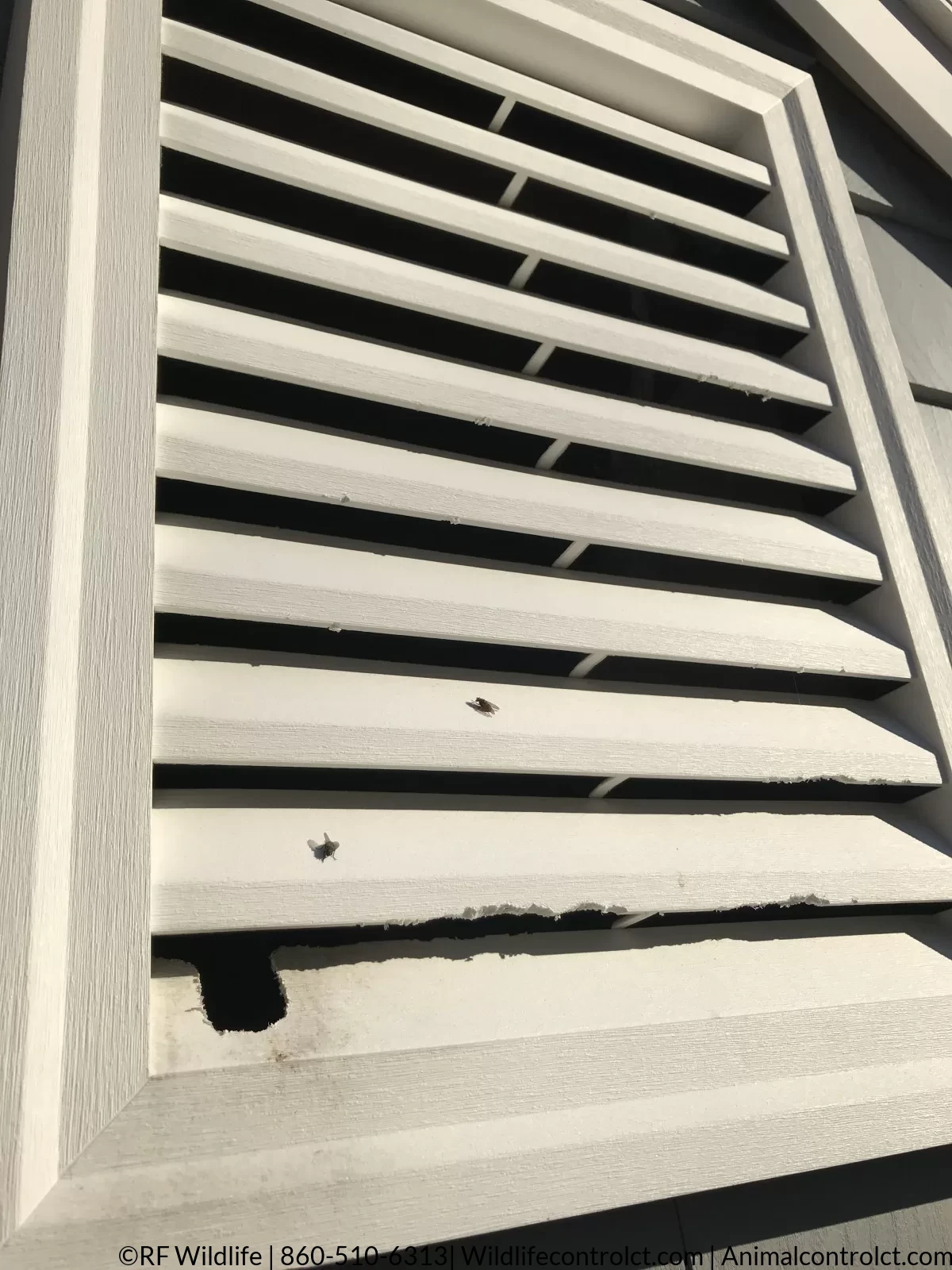 Attic vent damaged by squirrel