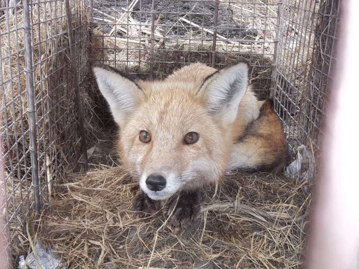 Fox Removal CT