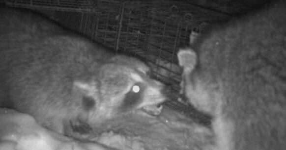 Two raccoons fighting in a Glastonbury CT backyard - Professional raccoon trapping and removal by RF Wildlife 860-510-6313