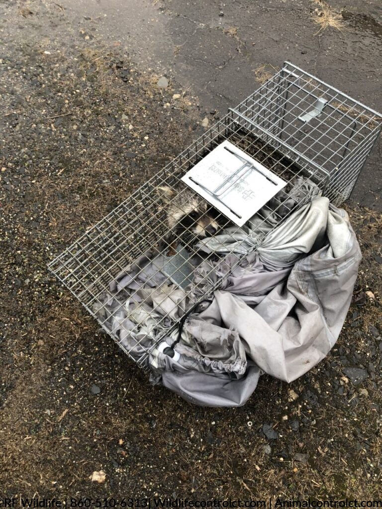 Raccoon removed from a Business in Branford CT