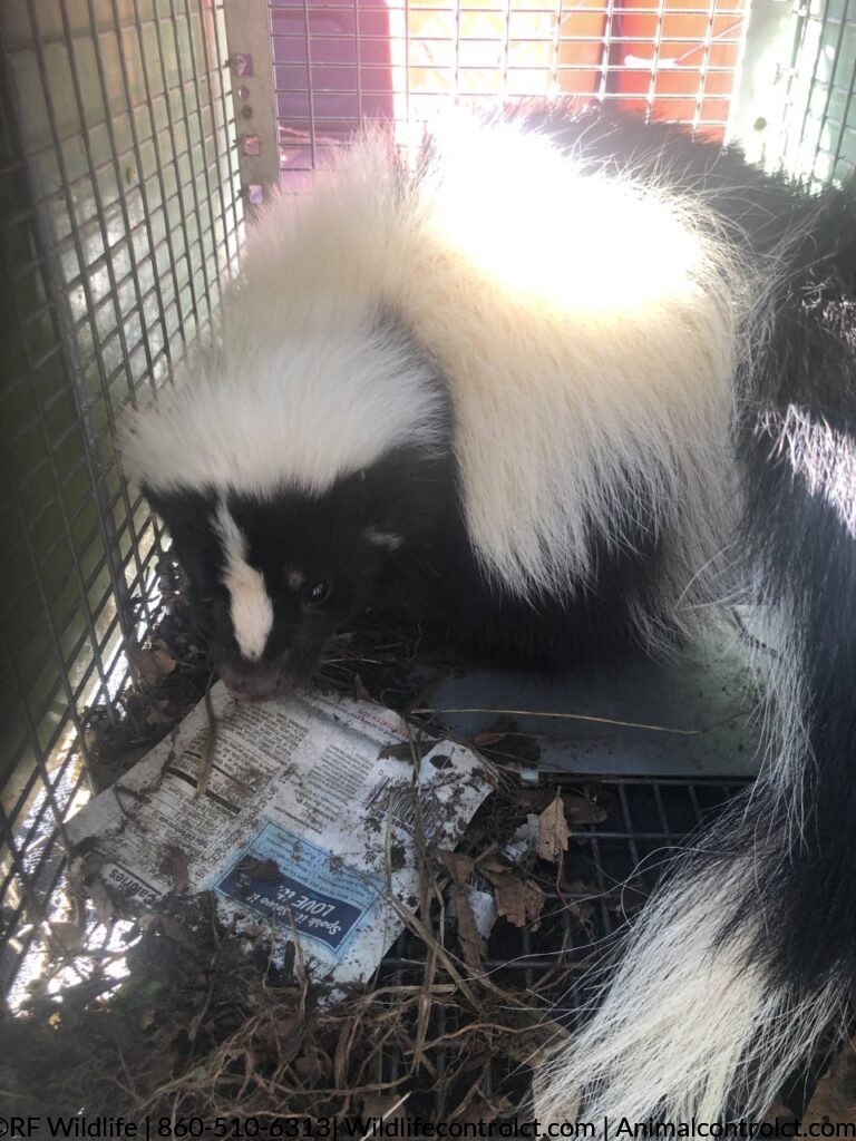Skunk extermination