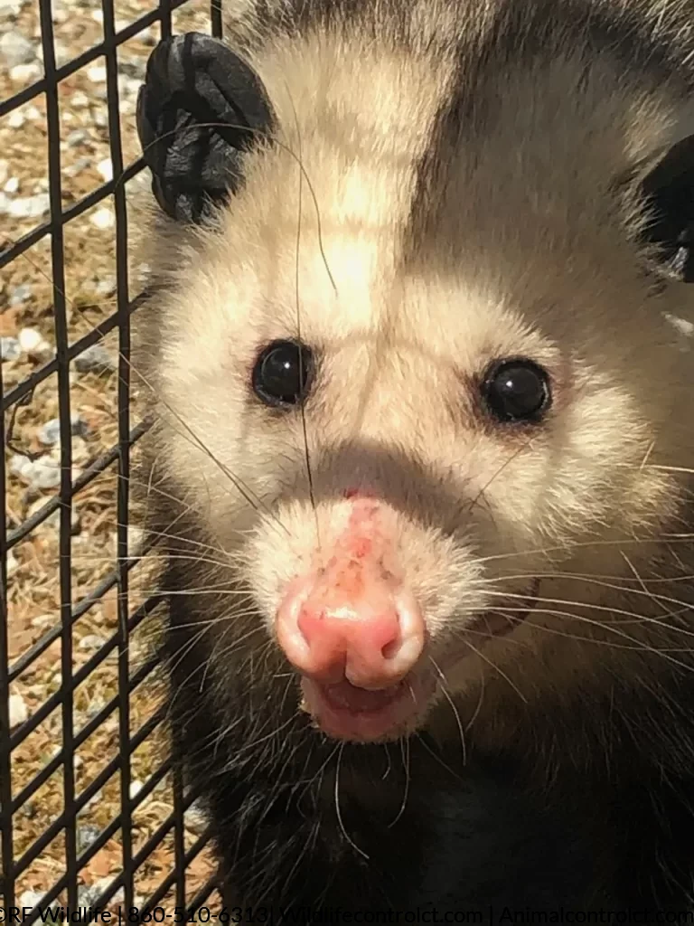 Opossum trapper, posum exterminator