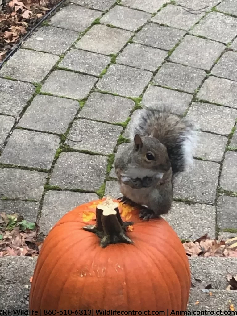 Clinton squirrel removal Squirrel on front steps eating a fall pumpkin decoration