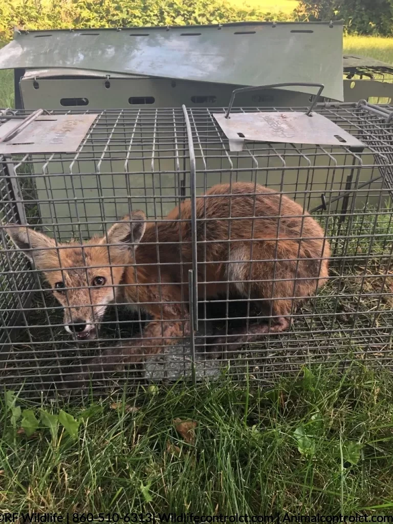 Fox removal CT