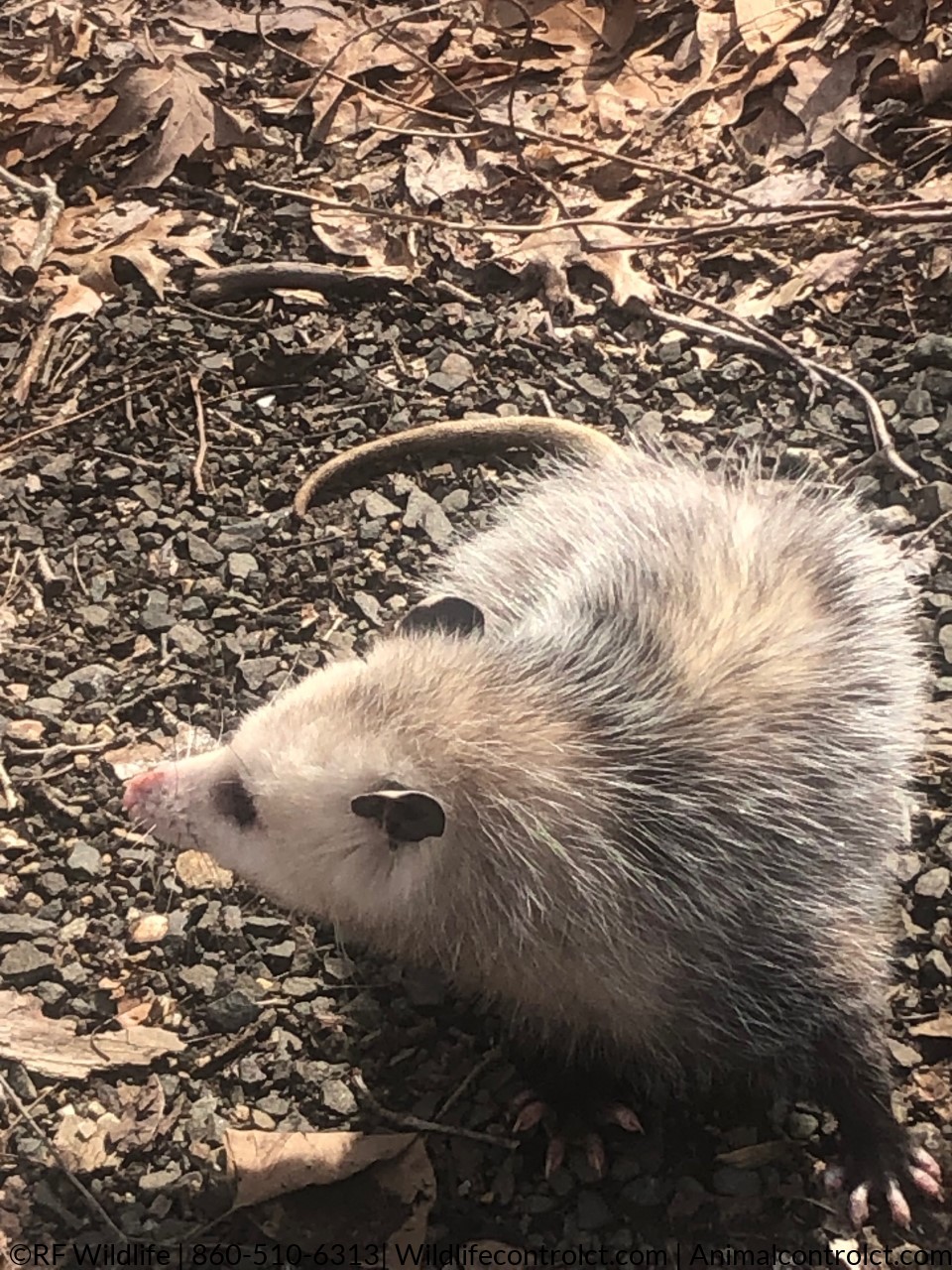 opossum, possum