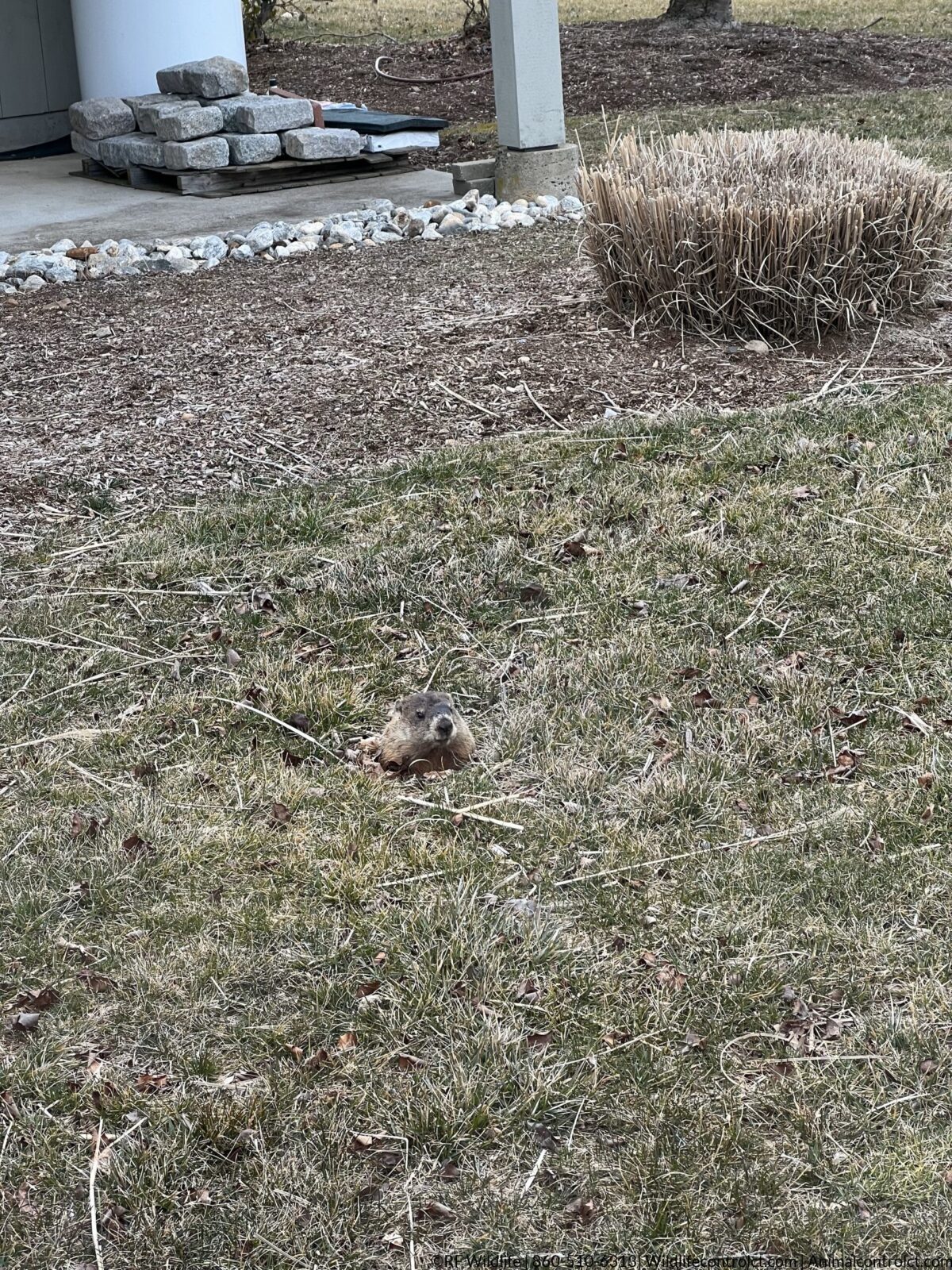 Woodchuck peeking out of burrow in yard Durham CT