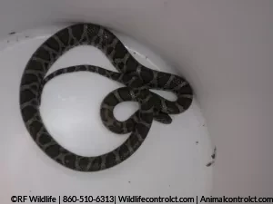 Milk snake removed from CT basement