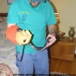 Black Rat Snake removal CT