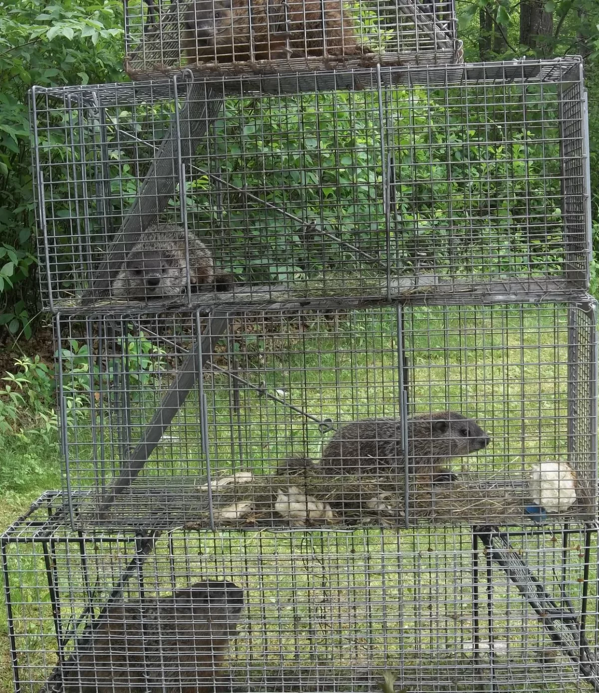 Woodchuck control