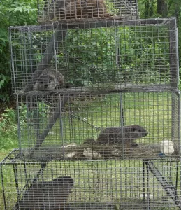 Woodchuck control Lyme CT- RF Wildlife 860-510-6313
