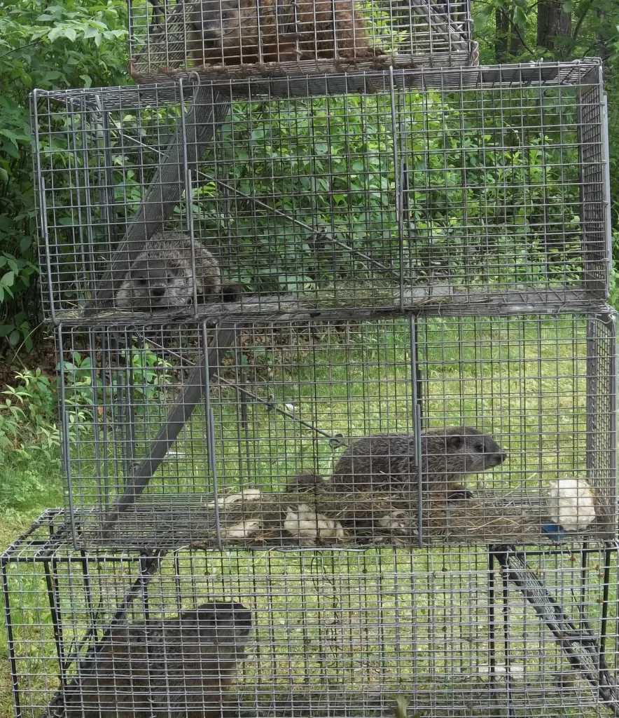 Woodchuck control