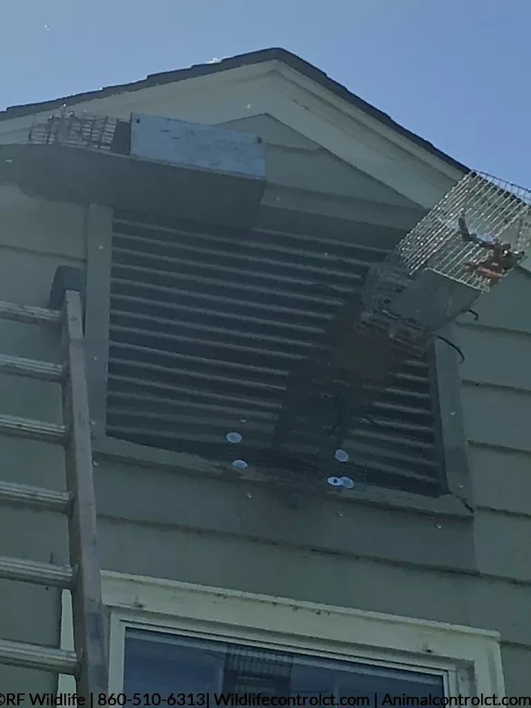 Squirrel removal from gable vent using one-way door trap and baited trap