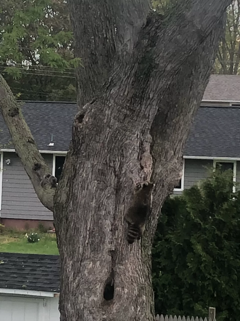 Raccoon family evicted from playground in CT