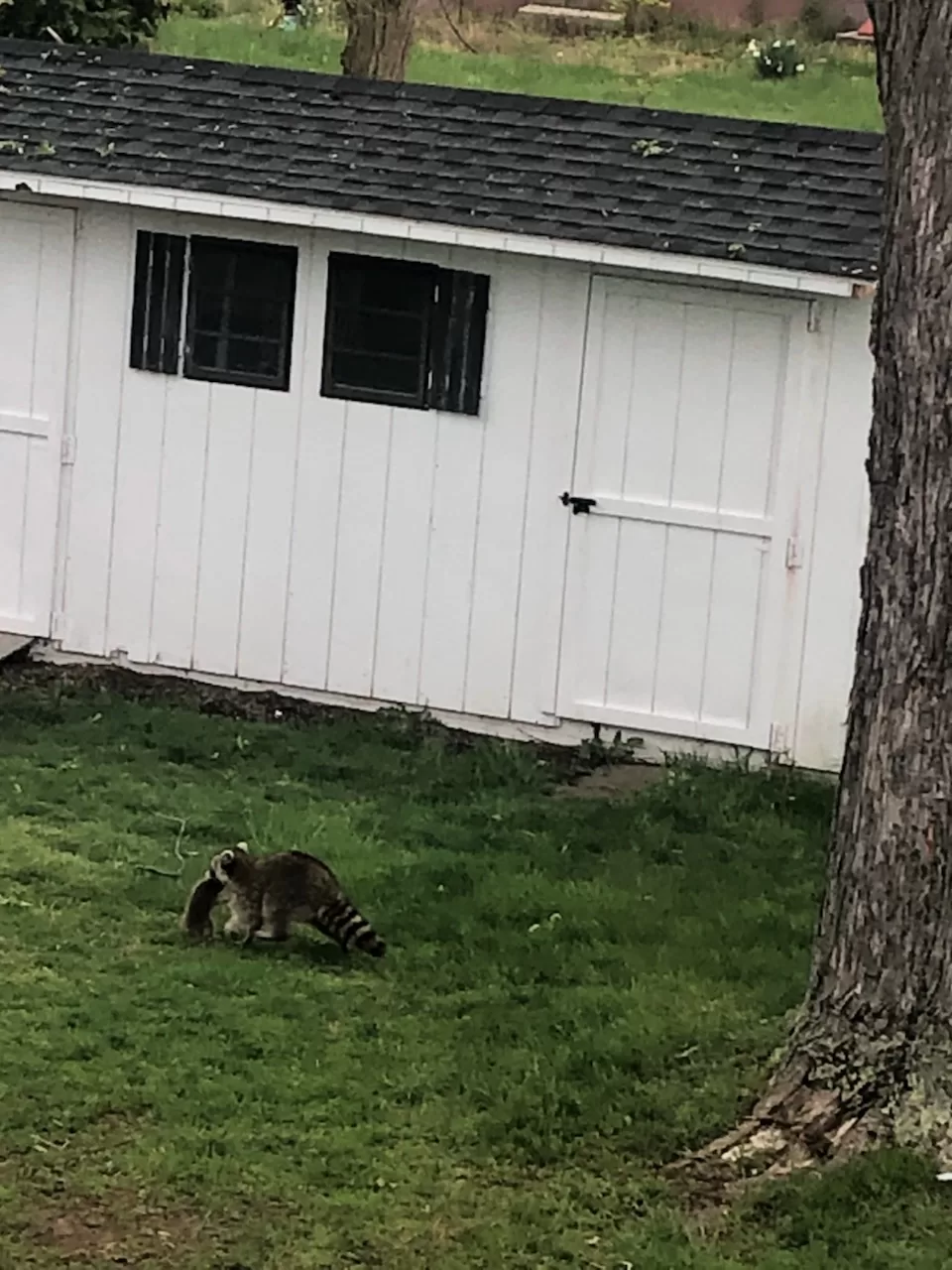 Raccoon eviction CT