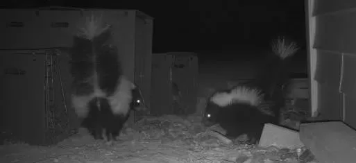 Baby Skunks in CT