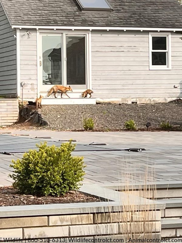 The Branford Fox Den Eviction: Protecting Wildlife and Property with Care