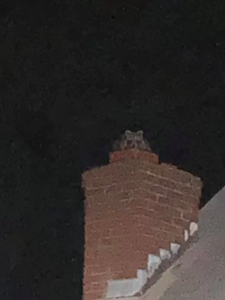 Animals in Chimney CT