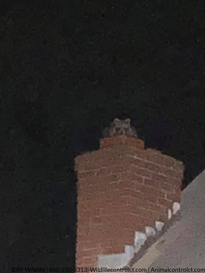 Raccoon on Chimney in Eats Lyme Connecticut – RF Wildlife veteran-owned raccoon Removal. © 2026 RF Wildlife animalcontrolct.com