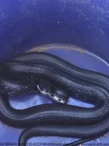 Black Rat Snake removal CT