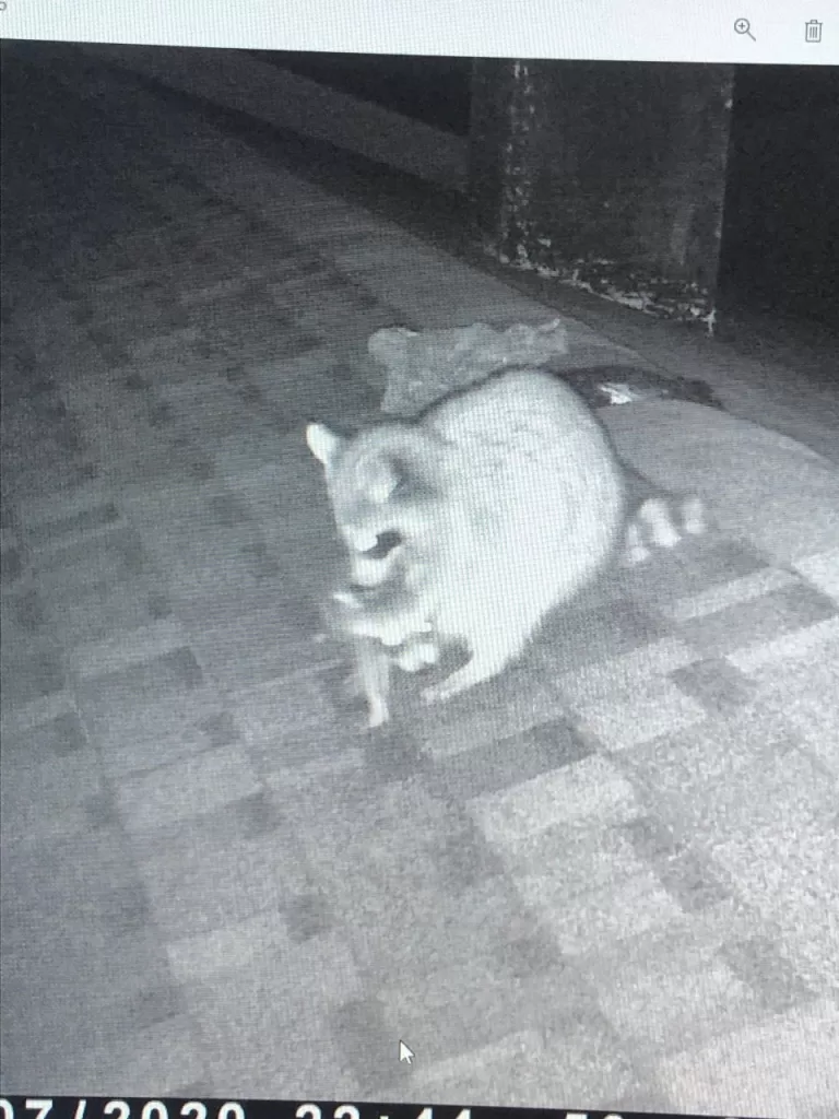 raccoon evicted from attic in Portland CT