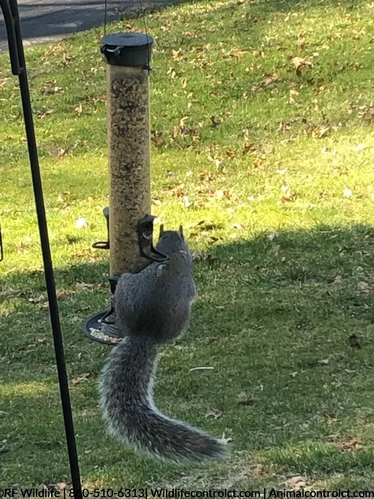 Squirrel pest control