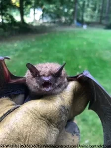 Bat removed from a house in CT