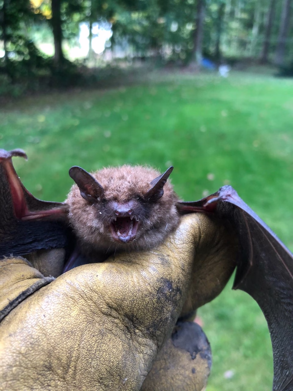Bat removed from a house in CT