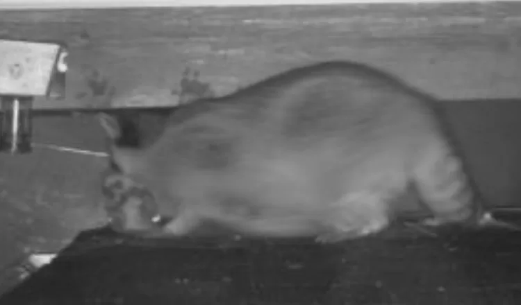 Raccoon evicted from Roof in CT